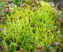Attēlu rezultāti vaicājumam “Bryoerythrophyllum recurvirostrum sporophyte”