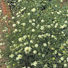 Attēlu rezultāti vaicājumam “Scabiosa ochroleuca”
