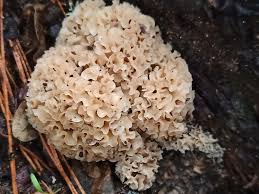 Attēlu rezultāti vaicājumam “Sparassis crispa”