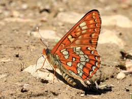 Attēlu rezultāti vaicājumam “Euphydryas maturna upperside”