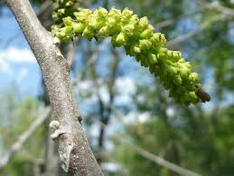 Attēlu rezultāti vaicājumam “Juglans cinerea flower”