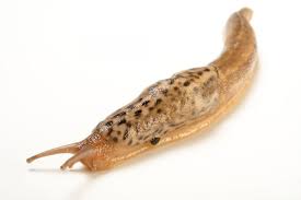 Attēlu rezultāti vaicājumam “Limax maximus”