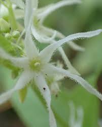 Attēlu rezultāti vaicājumam “Echinocystis lobata flower”