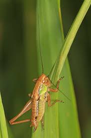 Attēlu rezultāti vaicājumam “Metrioptera roeselii”