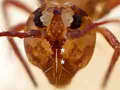 Attēlu rezultāti vaicājumam “Ptenothrix sp.”