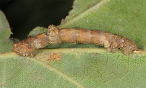 Attēlu rezultāti vaicājumam “Hypomecis roboraria”