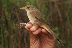 Image result for Acrocephalus aedon