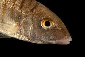 Image result for Lithognathus mormyrus