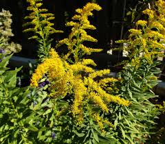 Attēlu rezultāti vaicājumam “Solidago canadensis flower”