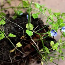 Attēlu rezultāti vaicājumam “Veronica filiformis bud”