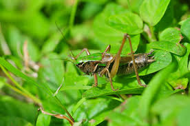 Attēlu rezultāti vaicājumam “Metrioptera brachyptera”