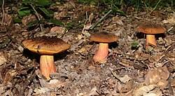 Attēlu rezultāti vaicājumam “Sutorius luridiformis”