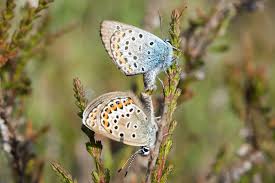 Attēlu rezultāti vaicājumam “Plebejus argus male”