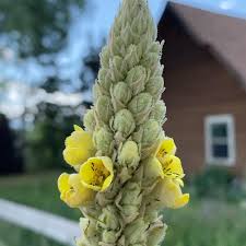 Attēlu rezultāti vaicājumam “Verbascum thapsus bud”