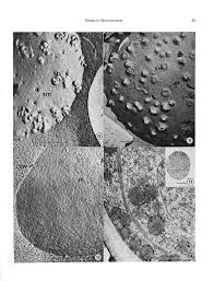 Attēlu rezultāti vaicājumam “Physarum flavicomum spores”