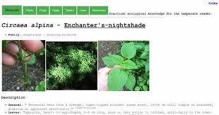 Attēlu rezultāti vaicājumam “Circaea alpina leaf”