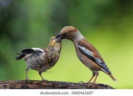 Attēlu rezultāti vaicājumam “Coccothraustes coccothraustes adult”