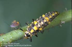 Attēlu rezultāti vaicājumam “Eilema griseola larva”