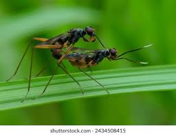 Attēlu rezultāti vaicājumam “Micropezidae”