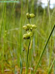 Attēlu rezultāti vaicājumam “Scheuchzeria palustris”
