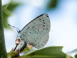 Attēlu rezultāti vaicājumam “Celastrina argiolus female”