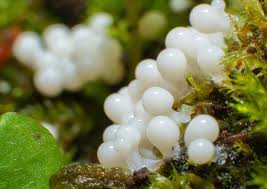 Attēlu rezultāti vaicājumam “Arcyria cinerea young”