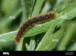 Attēlu rezultāti vaicājumam “Malacosoma castrensis larva”