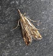 Attēlu rezultāti vaicājumam “Catoptria falsella”