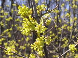 Attēlu rezultāti vaicājumam “Cornus mas flower”