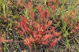 Attēlu rezultāti vaicājumam “Drosera anglica leaf”
