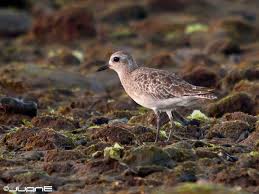 Attēlu rezultāti vaicājumam “Pluvialis squatarola adult”