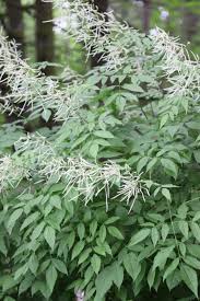 Image result for Aruncus dioicus