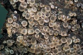 Attēlu rezultāti vaicājumam “Orbilia sp.”