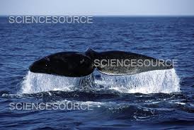 Image result for Eubalaena glacialis