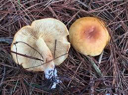 Attēlu rezultāti vaicājumam “Gymnopilus sapineus”
