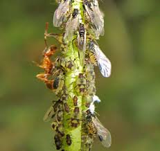 Attēlu rezultāti vaicājumam “Sacchiphantes abietis exuvia”