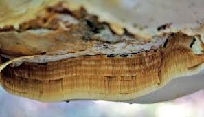 Attēlu rezultāti vaicājumam “Antrodia crassa”