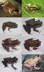 Attēlu rezultāti vaicājumam “Ranidae”