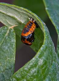 Attēlu rezultāti vaicājumam “Galerucella nymphaeae pupa”