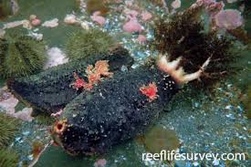 Image result for Cucumaria frondosa