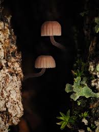 Attēlu rezultāti vaicājumam “Hemitrichia calyculata stalked”
