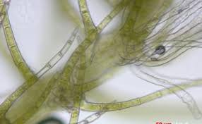 Attēlu rezultāti vaicājumam “Blepharostoma trichophyllum”