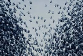 Image result for Alain Delorme