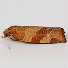 Attēlu rezultāti vaicājumam “Pandemis cinnamomeana”