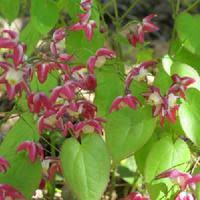 Attēlu rezultāti vaicājumam “Epimedium alpinum”