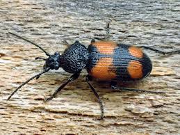 Attēlu rezultāti vaicājumam “Panagaeus cruxmajor”