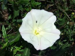 Attēlu rezultāti vaicājumam “Calystegia inflata flower”