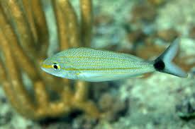 Image result for Haemulon aurolineatum