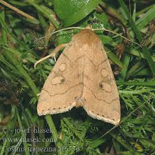 Attēlu rezultāti vaicājumam “Cosmia trapezina”