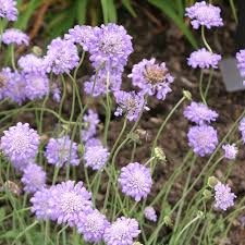 Image result for Scabiosa col.`Butterfly Blue`